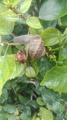 Cornu aspersum