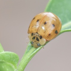 Harmonia