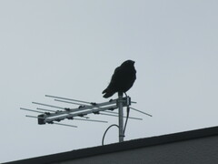 Corvus mellori