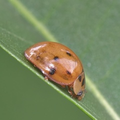 Harmonia