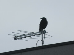 Corvus mellori