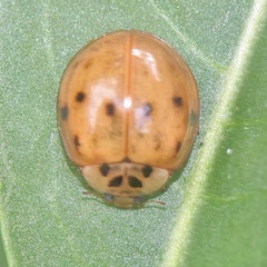 Harmonia