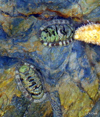 Sypharochiton pelliserpentis