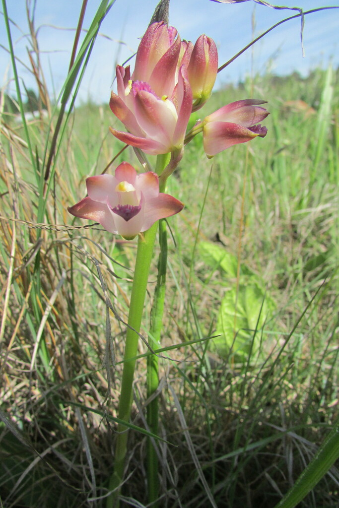 Eulophia huttonii