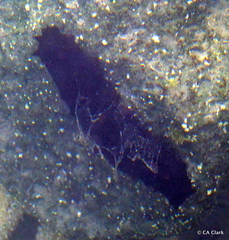 Australostichopus mollis