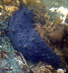 Australostichopus mollis