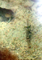 Palaemon affinis