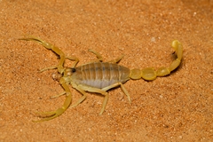 Apistobuthus pterygocercus