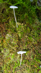Delicatula integrella