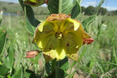 Pachycarpus grandiflorus