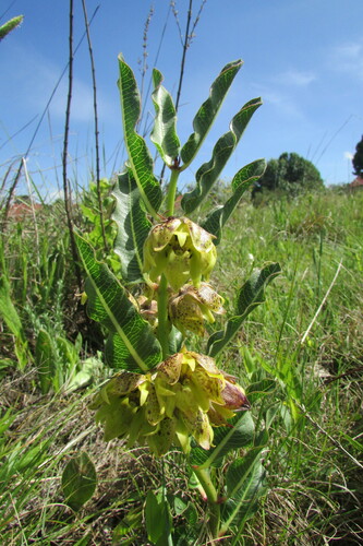 Image of Pachycarpus grandiflorus by (c) James Deacon, some rights reserved (CC BY-SA)