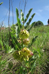 Pachycarpus grandiflorus