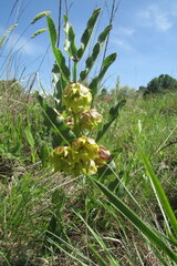 Pachycarpus grandiflorus