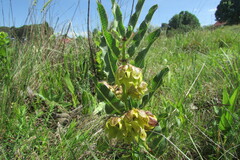 Pachycarpus grandiflorus