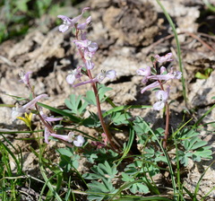 Corydalis glaucescens