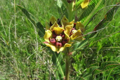 Pachycarpus concolor