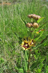 Pachycarpus concolor