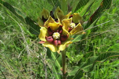 Pachycarpus concolor