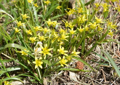 Gagea fragifera