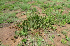 Hermannia transvaalensis