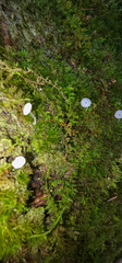 Delicatula integrella