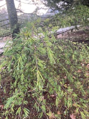 Cedrus