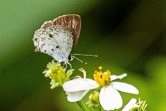 Megisba malaya sikkima