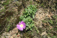 Delosperma deilanthoides
