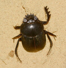 Scarabaeus transcaspicus