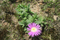 Delosperma deilanthoides