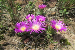 Delosperma deilanthoides