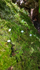 Delicatula integrella