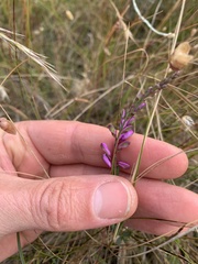 Comesperma polygaloides