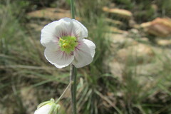 Heliophila rigidiuscula