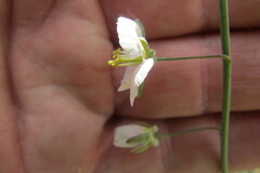 Heliophila rigidiuscula