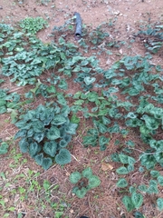 Cyclamen persicum