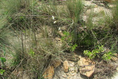 Heliophila rigidiuscula