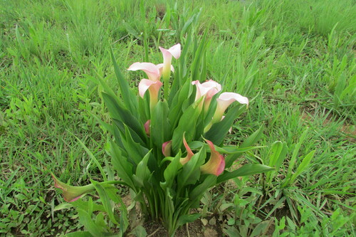 Zantedeschia rehmannii