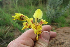 Gladiolus pardalinus