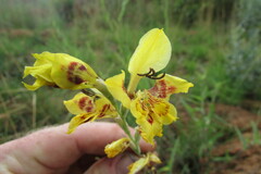 Gladiolus pardalinus