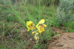 Gladiolus pardalinus