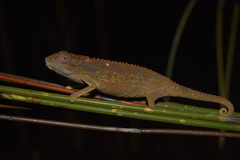 Bradypodion atromontanum
