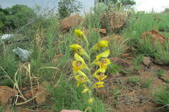 Gladiolus pardalinus