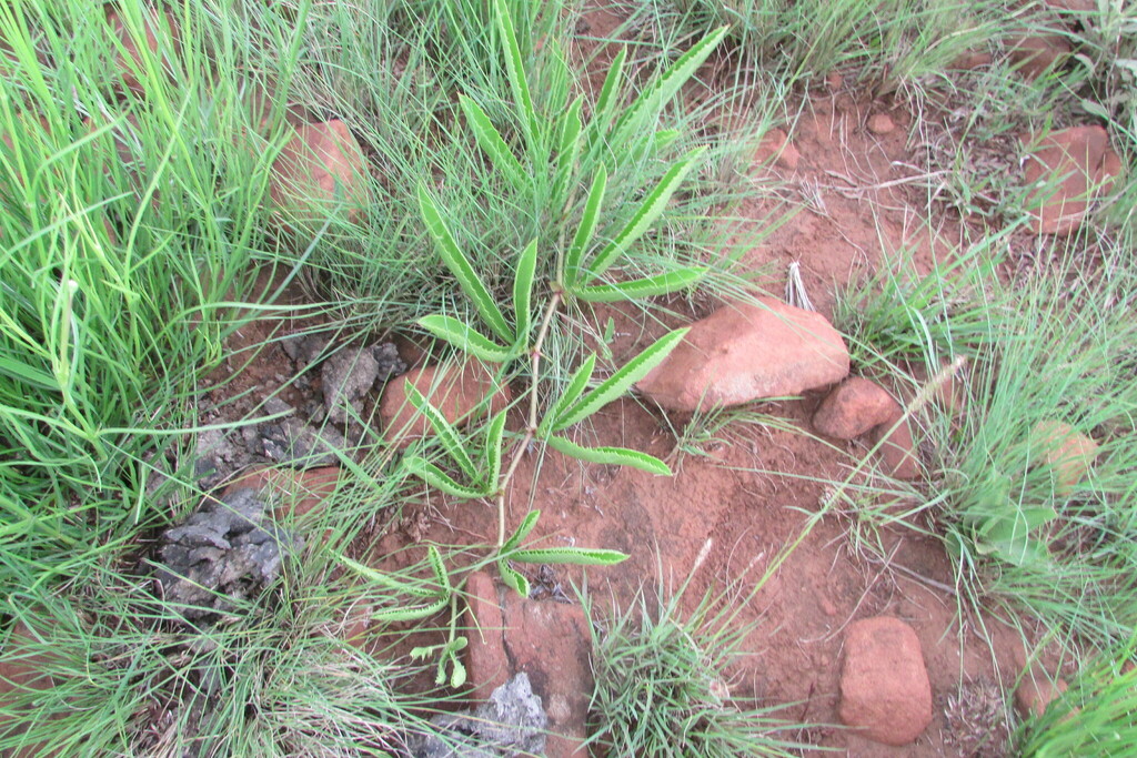 Cyphostemma spinosopilosum, South Africa
