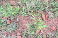 Cyphostemma spinosopilosum