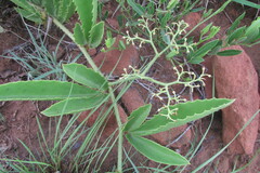 Cyphostemma spinosopilosum