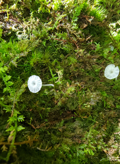 Delicatula integrella