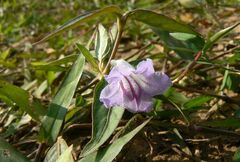 Ruellia repens