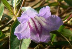 Ruellia repens
