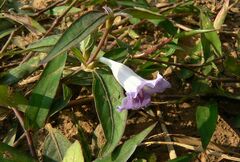 Ruellia repens